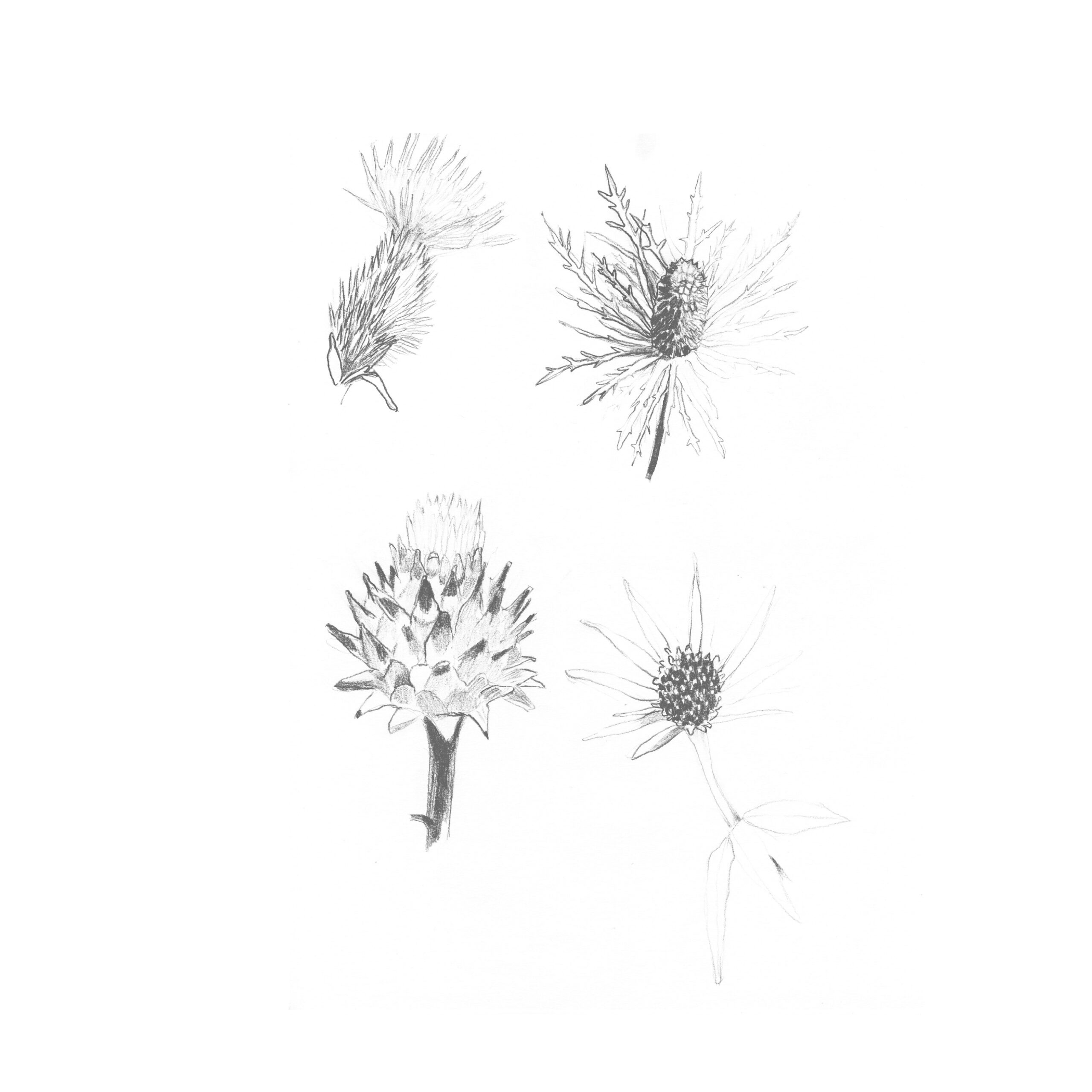 Distels - Image 1