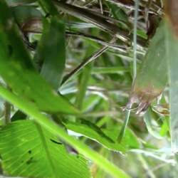 Grass Paththumbnail